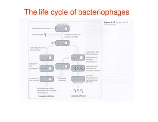 The life cycle of bacteriophages
 