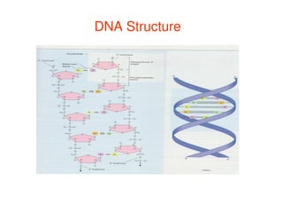 DNA Structure
DNA Structure
 