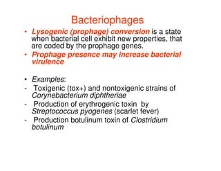Bacteriophages
Bacteriophages
• Lysogenic (prophage) conversion is a state
when bacterial cell exhibit new properties, that
are coded by the prophage genes.
• Prophage presence may increase bacterial
virulence
• Examples:
• Examples:
- Toxigenic (tox+) and nontoxigenic strains of
Corynebacterium diphtheriae
- Production of erythrogenic toxin by
Streptococcus pyogenes (scarlet fever)
- Production botulinum toxin of Clostridium
botulinum
 