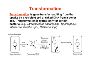 Transformation
Transformation is gene transfer resulting from the
uptake by a recipient cell of naked DNA from a donor
cell. Transformation is typical only for certain
bacteria (e.g., Streptococcus pneumoniae, Haemophilus
influenzae, Bacillus spp., Neisseria spp.).
 