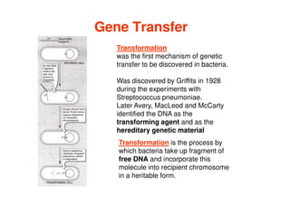 Gene Transfer
Gene Transfer
Transformation
was the first mechanism of genetic
transfer to be discovered in bacteria.
Was discovered by Griffits in 1928
during the experiments with
Streptococcus pneumoniae.
Later Avery, MacLeod and McCarty
Later Avery, MacLeod and McCarty
identified the DNA as the
transforming agent and as the
hereditary genetic material
Transformation is the process by
which bacteria take up fragment of
free DNA and incorporate this
molecule into recipient chromosome
in a heritable form.
 