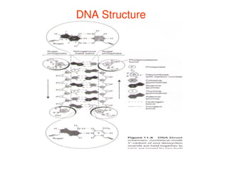 DNA Structure
DNA Structure
 