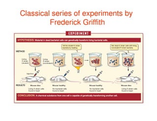 Classical series of experiments by
Frederick Griffith
 