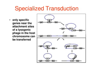 Specialized Transduction
• only specific
genes near the
attachment sites
of a lysogenic
phage in the host
gal bio
gal
bio
gal bio
gal
bio
gal
bio
gal bio
gal bio
gal
bio
bio
phage in the host
chromosome can
be transferred
gal bio
gal bio
 