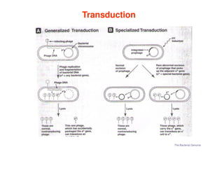 Transduction
Transduction
The Bacterial Genome
 