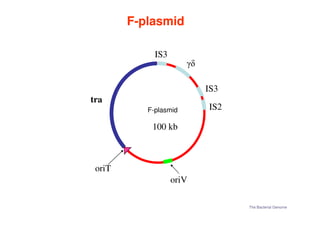 IS2
tra
F
IS3
IS3
γδ
F-plasmid
F
F-
-plasmid
plasmid
The Bacterial Genome
oriT
oriV
F
100 kb
F-plasmid
 