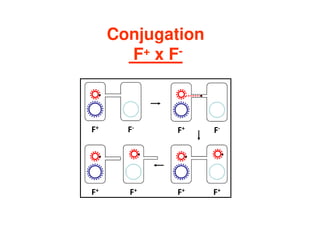 Conjugation
F+ x F-
F+ F-
F+ F-
F+ F+
F+ F+
 