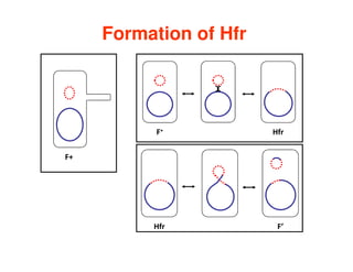 Formation of Hfr
F+
F+ Hfr
Hfr F’
 
