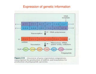 Expression of genetic information
 