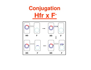 Conjugation
Hfr x F-
Hfr F-
Hfr F-
Hfr F-
Hfr F-
 