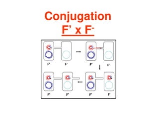 Conjugation
F’ x F-
F’ F’
F’ F’
F’ F-
F’ F-
 