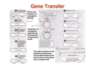 Gene Transfer
Gene Transfer
Cell-to-cell
transfer of a
conjugative
plasmid
Integration of
conjugative
plasmid into
The Bacterial Genome
plasmid into
the bacterial
chromosome
an Hfr
The order of genes on the
bacterial chromosome
can be determined by the
time of entry of the genes
into a recipient cell
 
