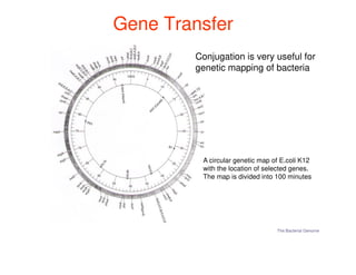 Gene Transfer
Gene Transfer
Conjugation is very useful for
genetic mapping of bacteria
The Bacterial Genome
A circular genetic map of E.coli K12
with the location of selected genes.
The map is divided into 100 minutes
 