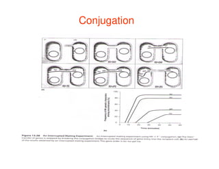Conjugation
The Bacterial Genome
 