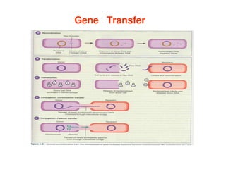 Gene Transfer
 