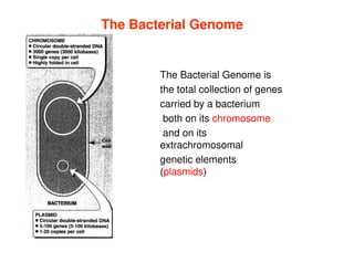 The Bacterial Genome
The Bacterial Genome
The Bacterial Genome is
the total collection of genes
carried by a bacterium
both on its chromosome
and on its
extrachromosomal
genetic elements
(plasmids)
 