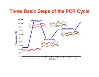 Three Basic Steps of the PCR Cycle
 