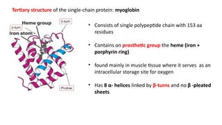 Chain Rings Prostetic 0. Stereochemistry of Amino Acids & Proteins.pptx