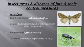 Jute Insects AGRN crop productiontechnology kharif.pptx