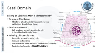 Overview of Epithelium and Basement Membrane Structure and Function | PPTX