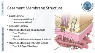 Overview of Epithelium and Basement Membrane Structure and Function | PPTX