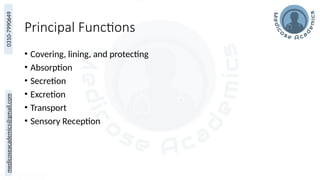 Overview of Epithelium and Basement Membrane Structure and Function | PPTX
