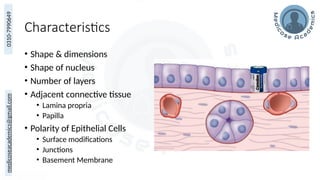 Overview of Epithelium and Basement Membrane Structure and Function | PPTX