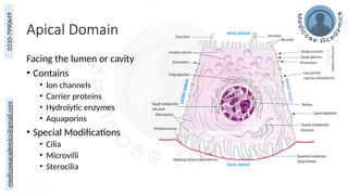 Overview of Epithelium and Basement Membrane Structure and Function | PPTX