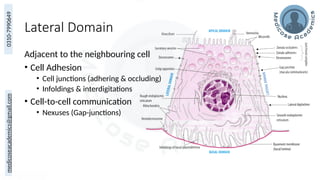 Overview of Epithelium and Basement Membrane Structure and Function | PPTX