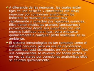 A diferencia de las neuronas, las cuales están fijas en una posición y conectadas con otras neuronas por conexiones anatómicas, los linfocitos se mueven en rededor muy rápidamente y conectan por ligazones químicas. Ellos tienen moléculas grandes (anticuerpos) proyectándose desde sus superficies con una enorme habilidad para ligar, para enlazarse químicamente a cualquier perfil molecular en su ambiente. El sistema inmunológico es tan complejo como el sistema nervioso, pero en vez de encontrarse concentrado está distribuido, en vez de estar fijos sus componentes se mueven por todas partes, y en vez de atarse por conexiones anatómicas ellos se enlazan químicamente.  