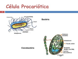 Célula Procariótica 
2 
Bactéria 
Cianobactéria 
 