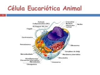 Célula Eucariótica Animal 
3 
 
