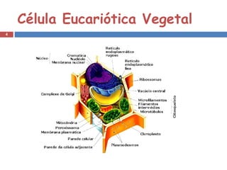 Célula Eucariótica Vegetal 
4 
 