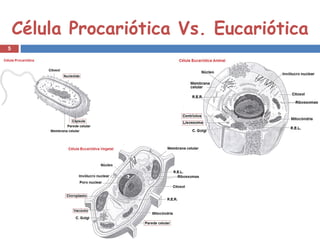 Célula Procariótica Vs. Eucariótica 
5 
 