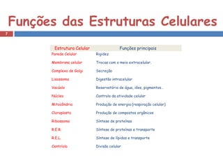 Funções das Estruturas Celulares 
7 
Estrutura Celular Funções principais 
Parede Celular Rigidez 
Membrana celular Trocas com o meio extracelular. 
Complexo de Golgi Secreção 
Lisossoma Digestão intracelular 
Vacúolo Reservatório de água, iões, pigmentos… 
Núcleo Controlo da atividade celular 
Mitocôndria Produção de energia (respiração celular) 
Cloroplasto Produção de compostos orgânicos 
Ribossoma Síntese de proteínas 
R.E.R. Síntese de proteínas e transporte 
R.E.L. Síntese de lípidos e transporte 
Centríolo Divisão celular 
 