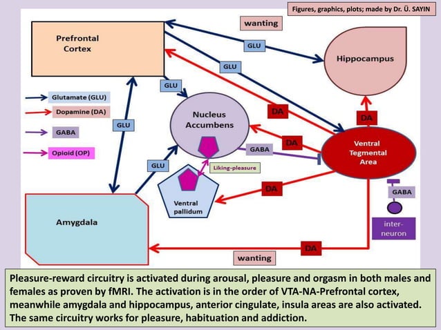 Neuroscience Of Female Orgasm fMRI Findings PPT neuroscience-of-female-orgasm-fmri-findings-ppt