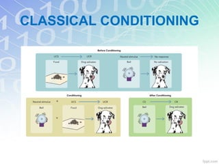 CLASSICAL CONDITIONING
 