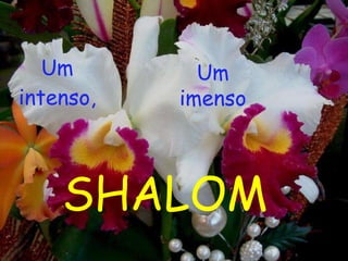 Um intenso, SHALOM Um imenso 