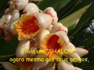 Envia um “SHALOM”  agora mesmo aos seus amigos, 
