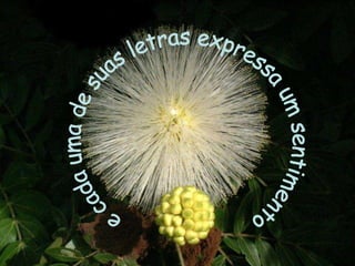 e cada uma de suas letras expressa um sentimento 