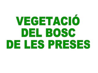 VEGETACIÓ  DEL BOSC  DE LES PRESES 