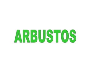 ARBUSTOS
