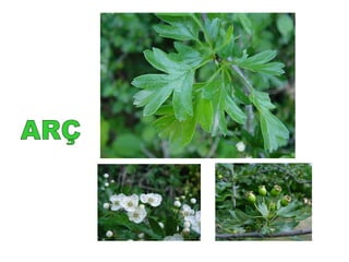 ARÇ