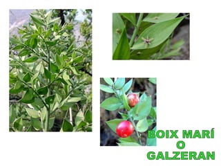 BOIX MARÍ O GALZERAN
