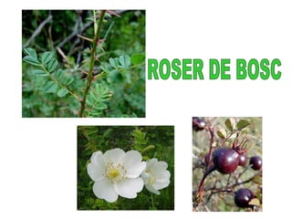 ROSER DE BOSC