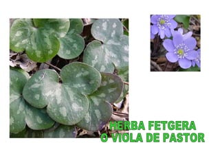 HERBA FETGERA O VIOLA DE PASTOR