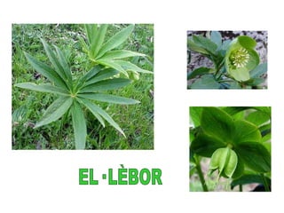 EL· LÈBOR 