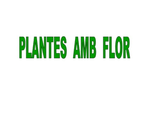 PLANTES AMB FLOR