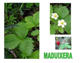 MADUIXERA
