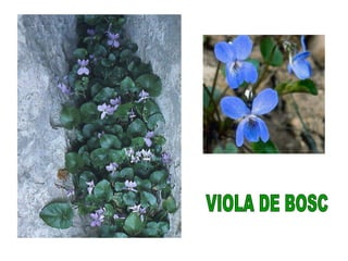 VIOLA DE BOSC
